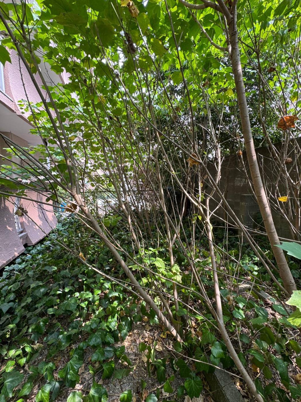 作業前：庭いっぱいに生い茂った若木を伐採し、地面が見えるまで